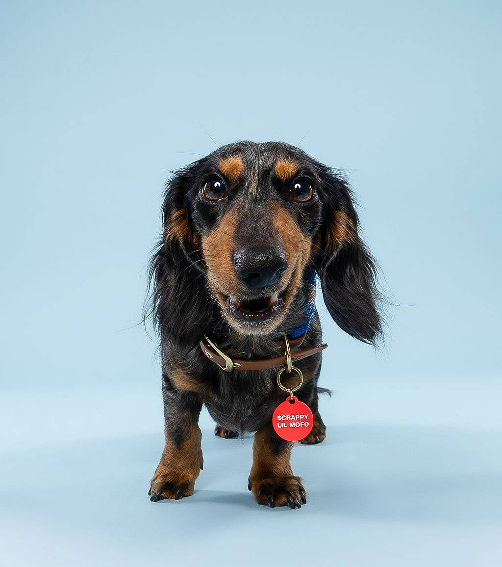 Freshwater Curated Goods- Scrappy Lil Mofo Pet Tag