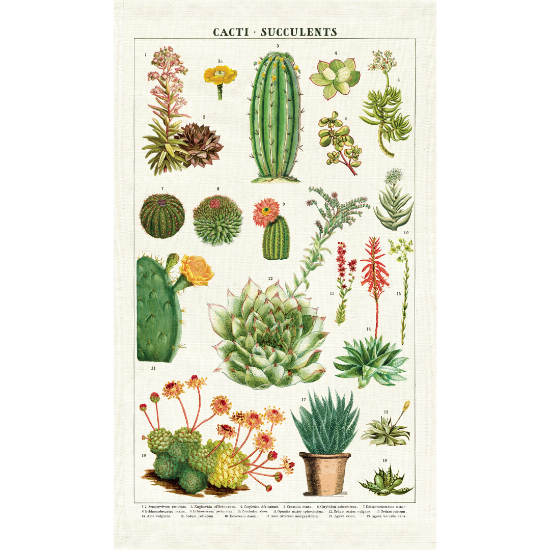 Cavallini Papers & Co.- Succulents Tea Towel