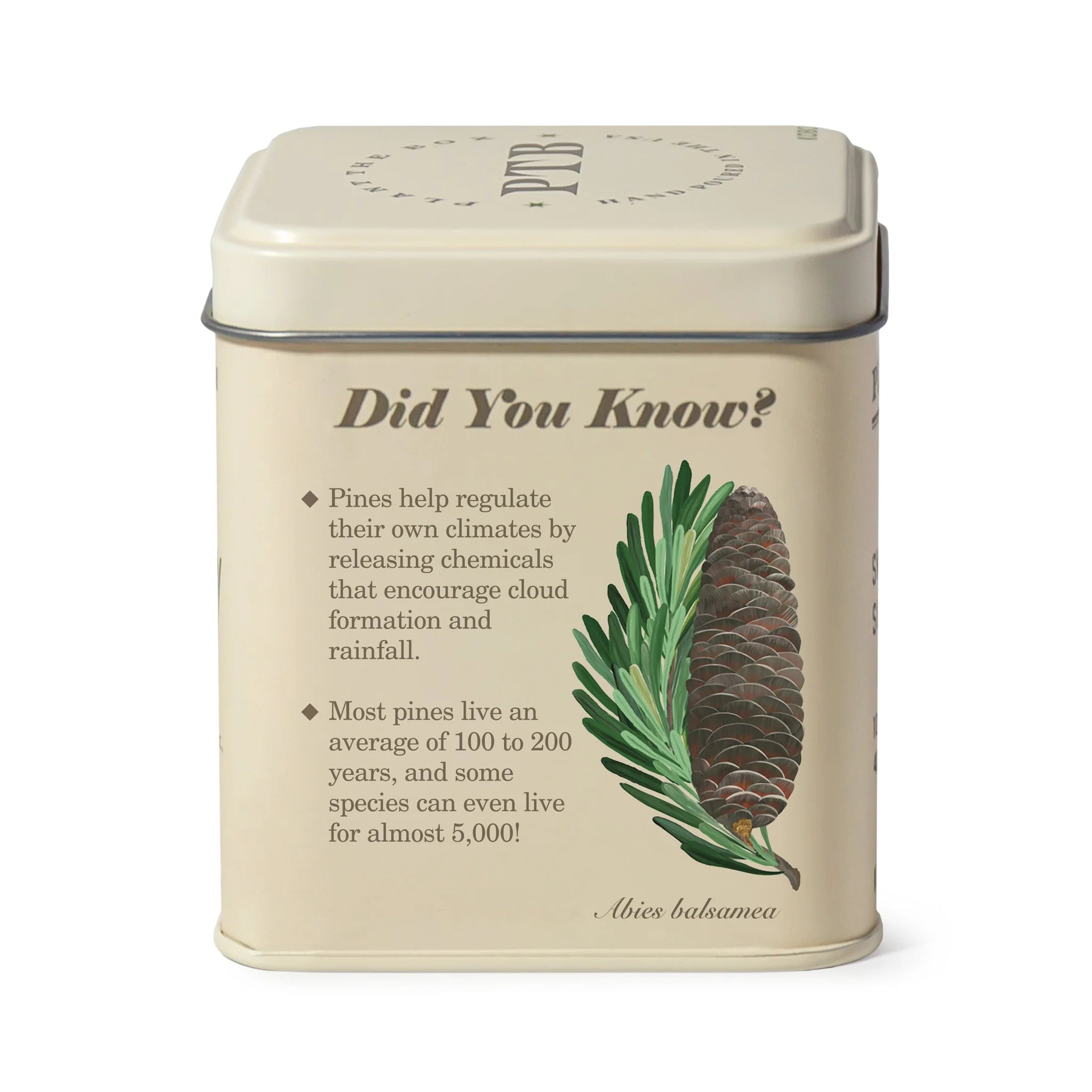 KOBO Candles- Rustic Pine Plant The Box Tin Candle