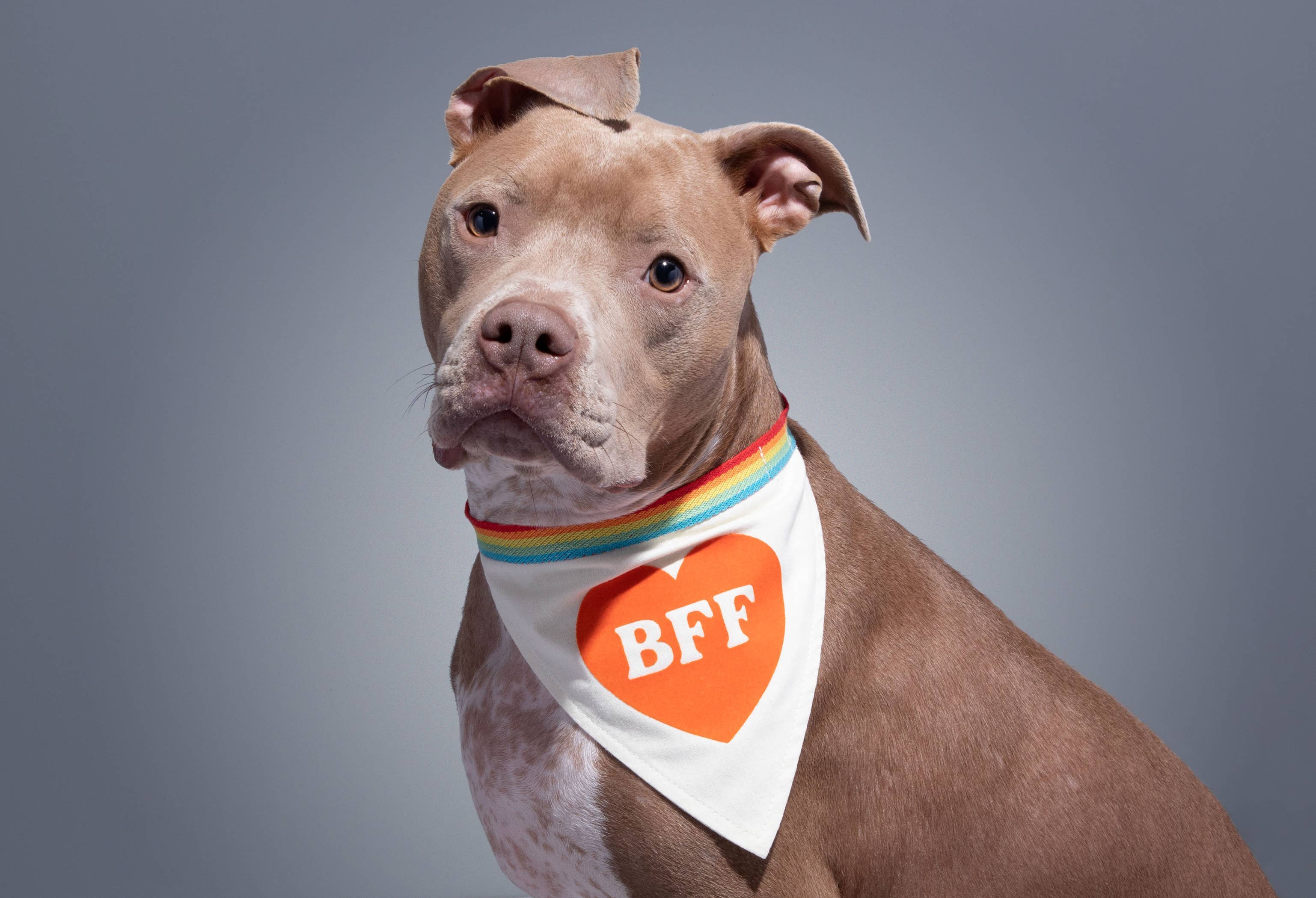 Chronicle Books- Brass Monkey BFF Dog Bandana