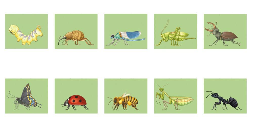 W. W. Norton- Build-A-Bug: Board Book