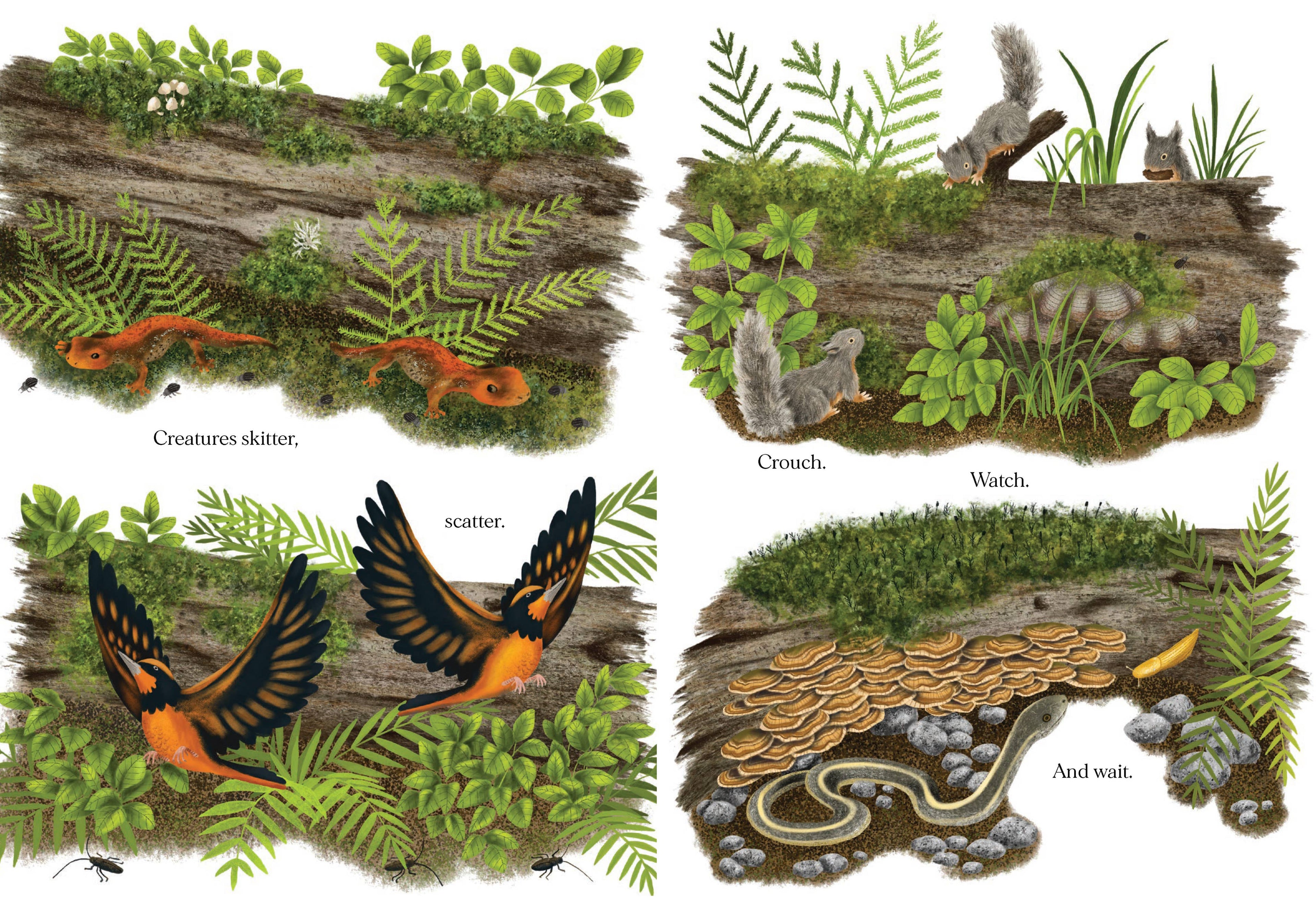 Chronicle Books- When a Tree Falls