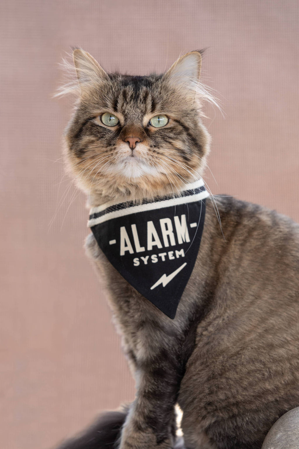 Chronicle Books- Brass Monkey Alarm System Small Pet Bandana
