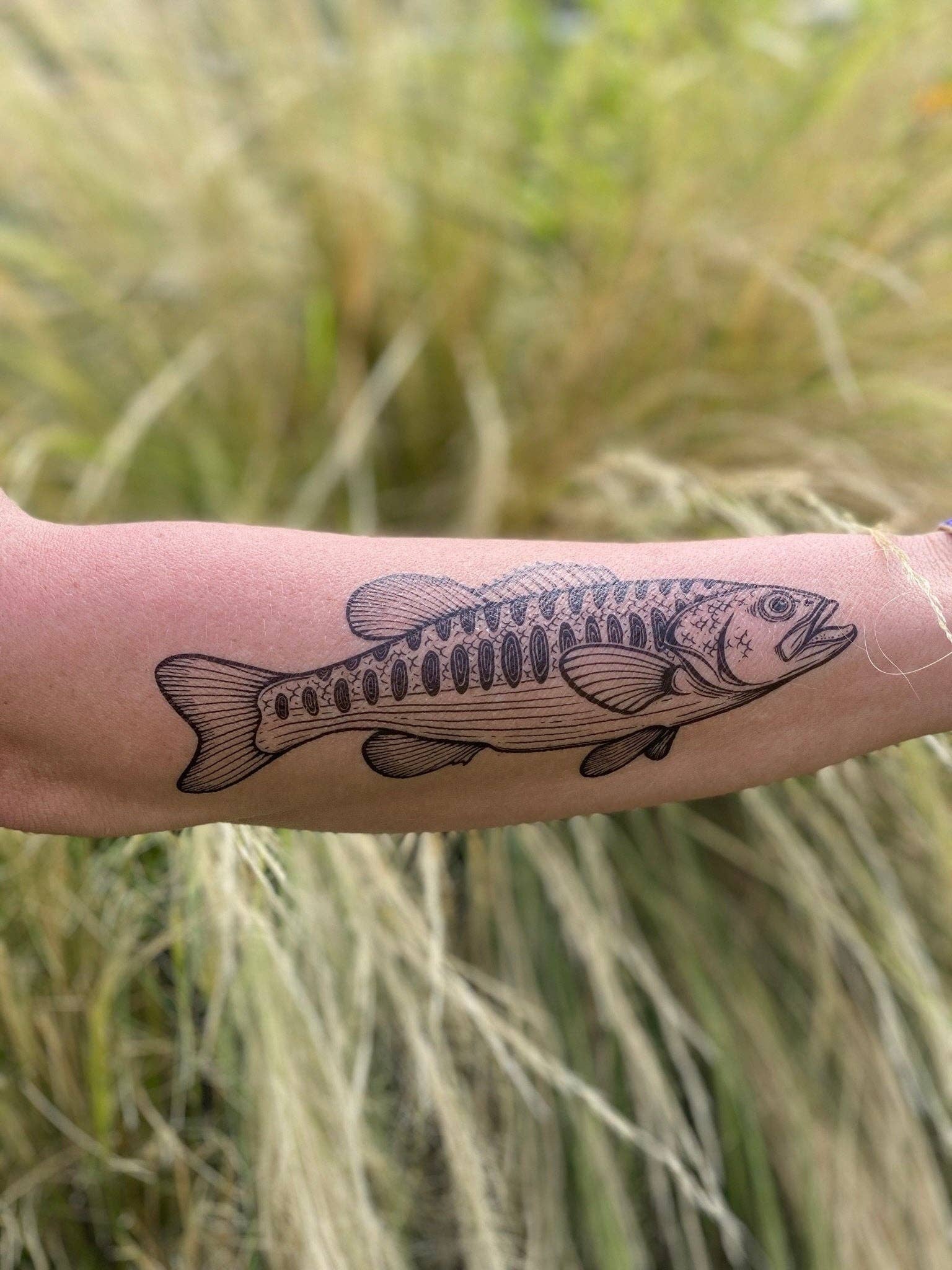 NatureTats - Bass Fish Temporary Tattoo